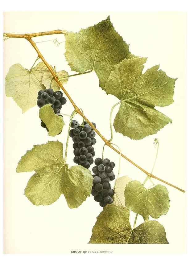 Reproducción/Reproduction 30131848715: The grapes of New York,. Albany,Lyon,1908.