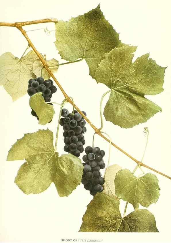 Reproducción/Reproduction 30131848715: The grapes of New York,. Albany,Lyon,1908.