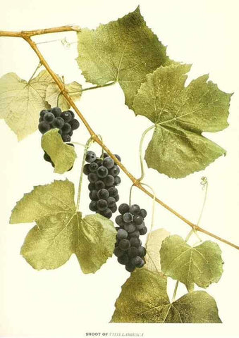 Reproducción/Reproduction 30131848715: The grapes of New York,. Albany,Lyon,1908.