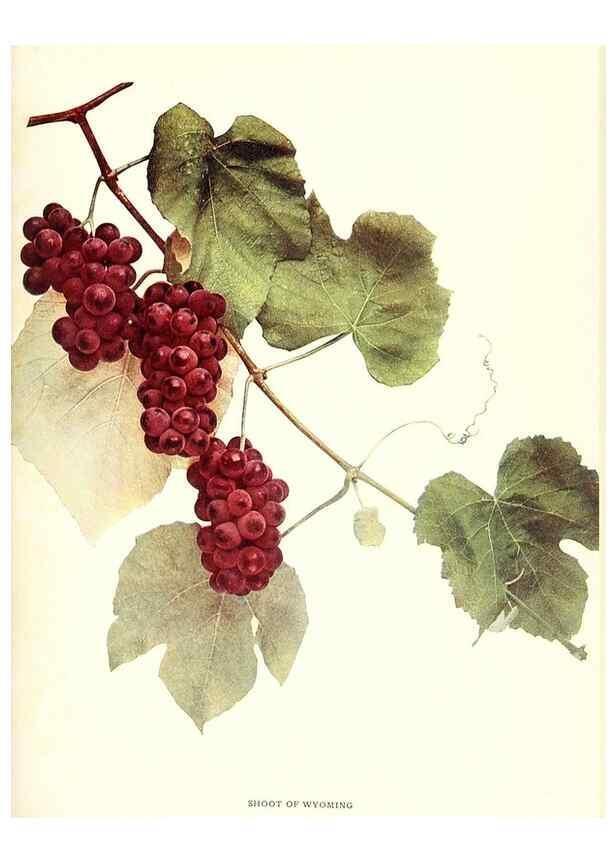 Reproducción/Reproduction 29836621170: The grapes of New York,. Albany,Lyon,1908.