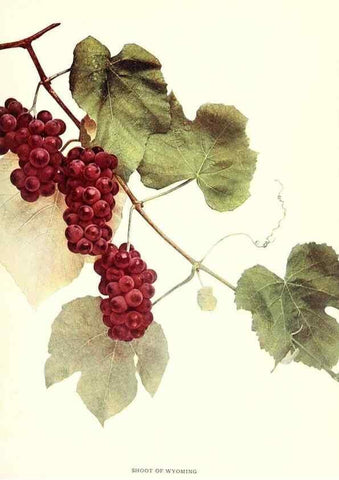 Reproducción/Reproduction 29836621170: The grapes of New York,. Albany,Lyon,1908.