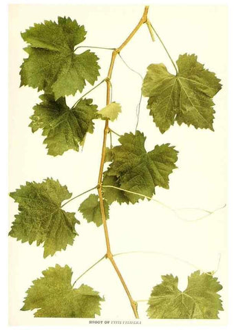 Reproducción/Reproduction 30047771471: The grapes of New York,. Albany,Lyon,1908.
