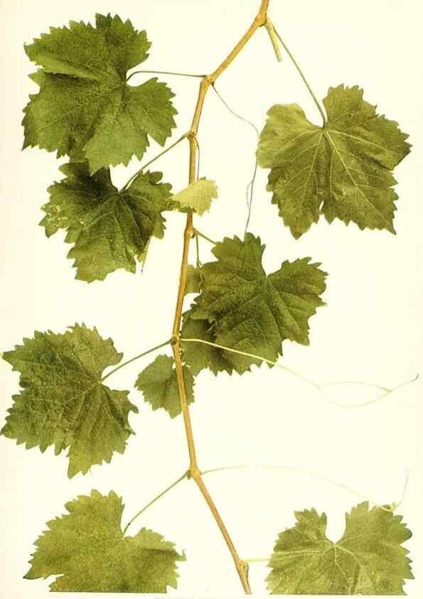 Reproducción/Reproduction 30047771471: The grapes of New York,. Albany,Lyon,1908.