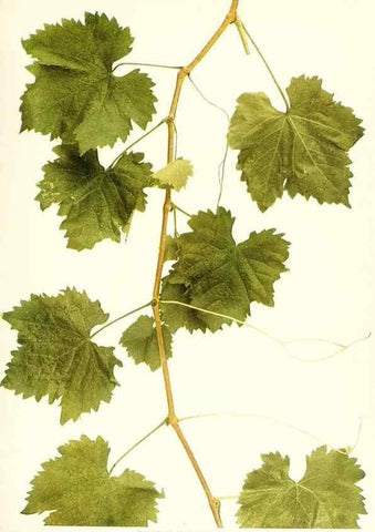 Reproducción/Reproduction 30047771471: The grapes of New York,. Albany,Lyon,1908.
