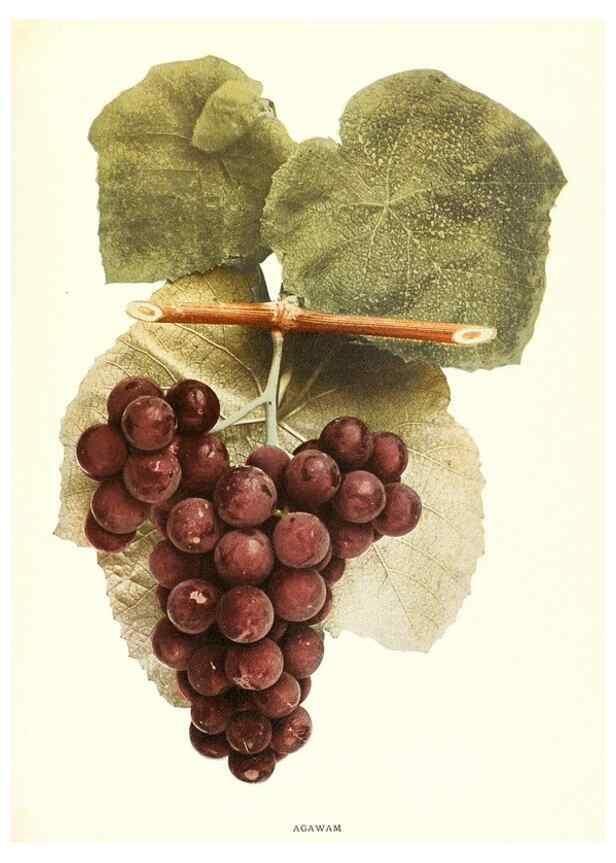 Reproducción/Reproduction 30017517972: The grapes of New York,. Albany,Lyon,1908.