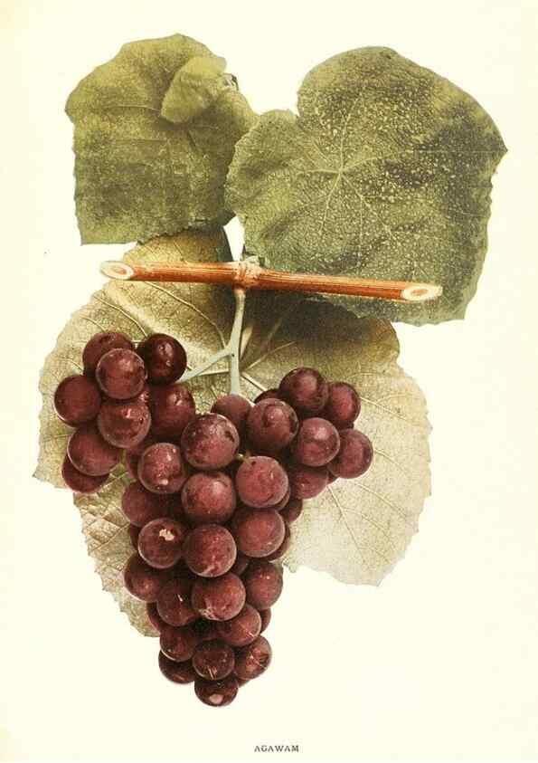 Reproducción/Reproduction 30017517972: The grapes of New York,. Albany,Lyon,1908.