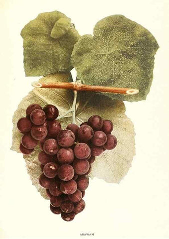 Reproducción/Reproduction 30017517972: The grapes of New York,. Albany,Lyon,1908.