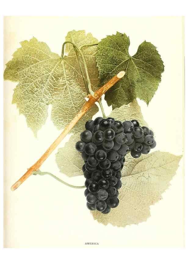 Reproducción/Reproduction 29503655834: The grapes of New York,. Albany,Lyon,1908.