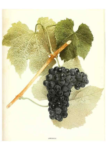 Reproducción/Reproduction 29503655834: The grapes of New York,. Albany,Lyon,1908.