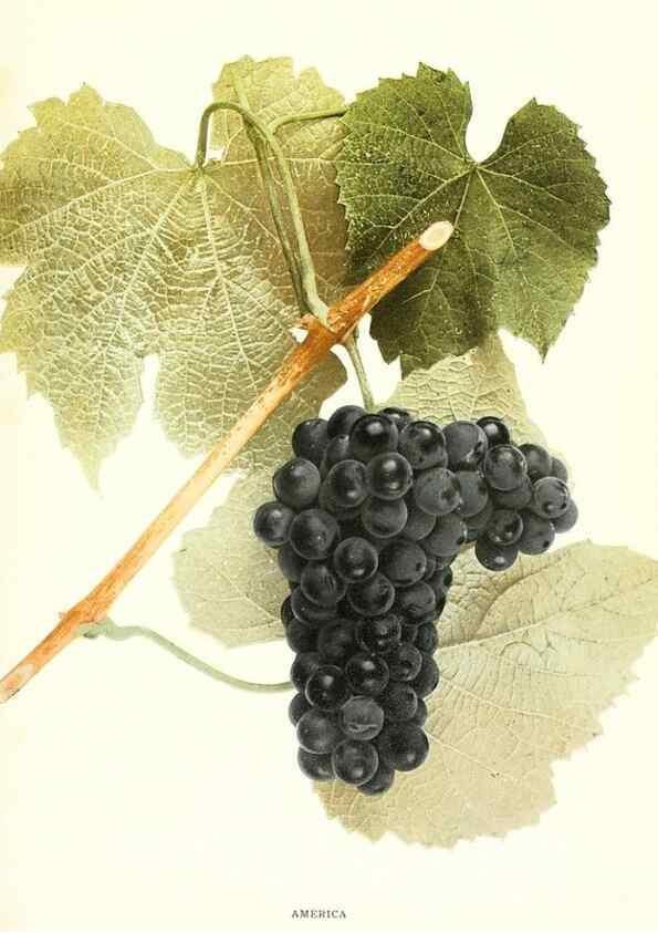 Reproducción/Reproduction 29503655834: The grapes of New York,. Albany,Lyon,1908.