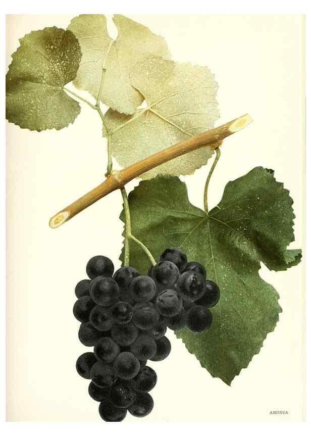 Reproducción/Reproduction 30097000136: The grapes of New York,. Albany,Lyon,1908.