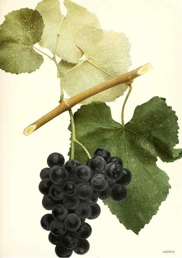 Reproducción/Reproduction 30097000136: The grapes of New York,. Albany,Lyon,1908.