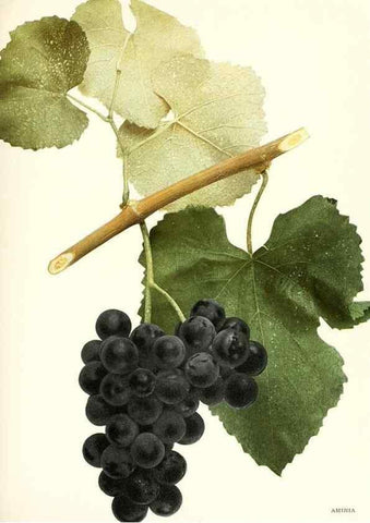 Reproducción/Reproduction 30097000136: The grapes of New York,. Albany,Lyon,1908.