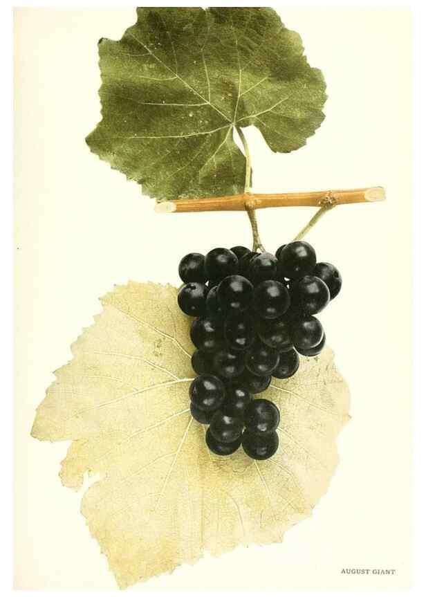 Reproducción/Reproduction 29503205193: The grapes of New York,. Albany,Lyon,1908.