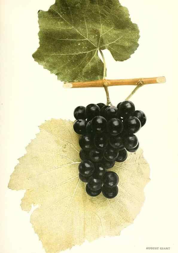 Reproducción/Reproduction 29503205193: The grapes of New York,. Albany,Lyon,1908.