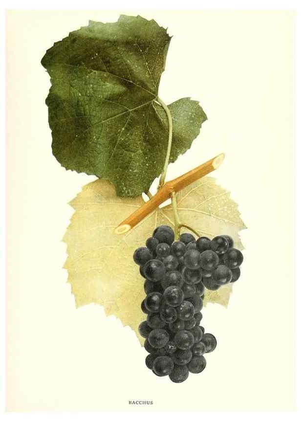Reproducción/Reproduction 29836627590: The grapes of New York,. Albany,Lyon,1908.