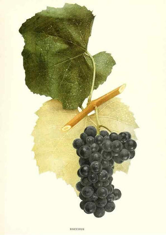 Reproducción/Reproduction 29836627590: The grapes of New York,. Albany,Lyon,1908.