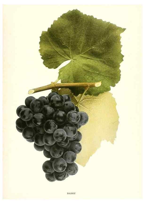 Reproducción/Reproduction 30097005016: The grapes of New York,. Albany,Lyon,1908.