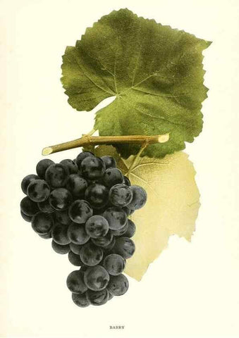Reproducción/Reproduction 30097005016: The grapes of New York,. Albany,Lyon,1908.