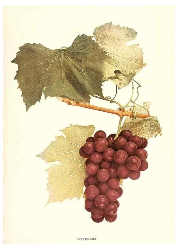 Reproducción/Reproduction 30131864955: The grapes of New York,. Albany,Lyon,1908.