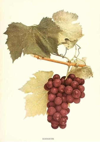 Reproducción/Reproduction 30131864955: The grapes of New York,. Albany,Lyon,1908.