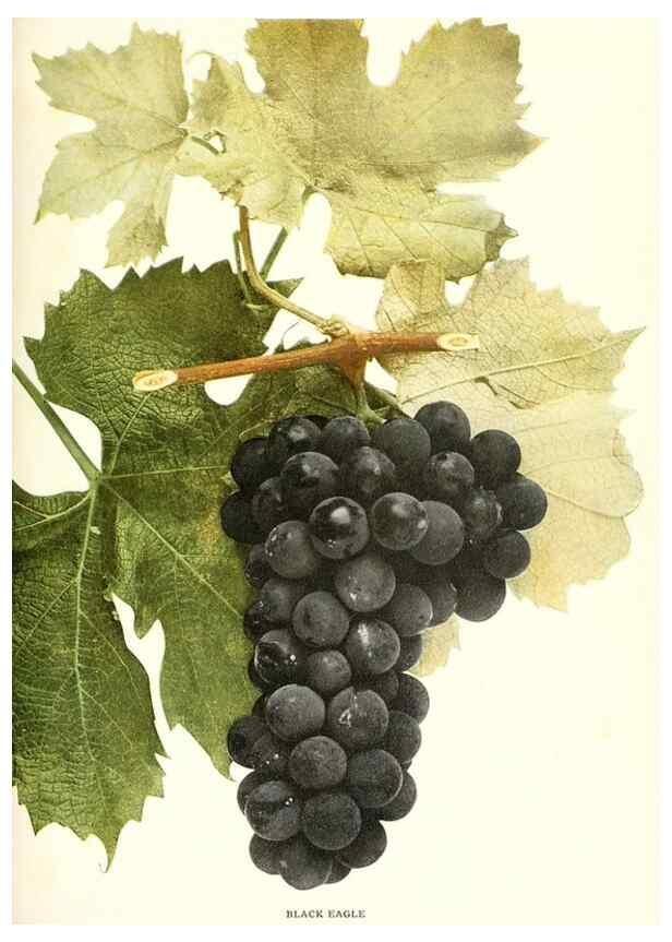 Reproducción/Reproduction 30131868875: The grapes of New York,. Albany,Lyon,1908.