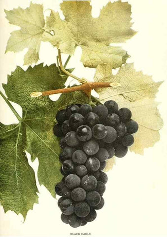 Reproducción/Reproduction 30131868875: The grapes of New York,. Albany,Lyon,1908.