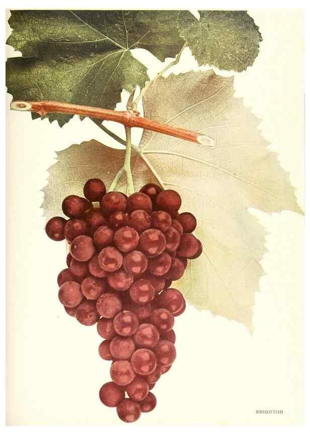 Reproducción/Reproduction 30131875925: The grapes of New York,. Albany,Lyon,1908.