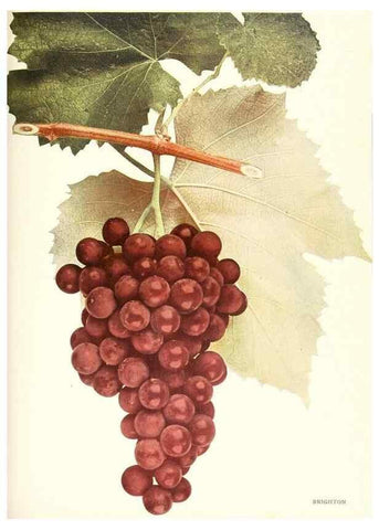 Reproducción/Reproduction 30131875925: The grapes of New York,. Albany,Lyon,1908.