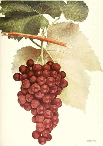 Reproducción/Reproduction 30131875925: The grapes of New York,. Albany,Lyon,1908.