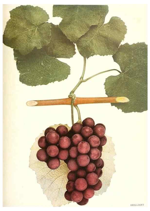 Reproducción/Reproduction 30131879555: The grapes of New York,. Albany,Lyon,1908.