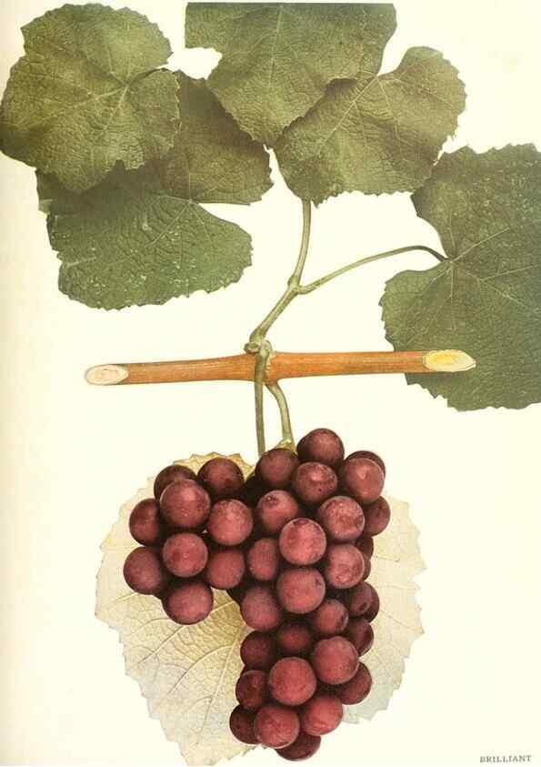 Reproducción/Reproduction 30131879555: The grapes of New York,. Albany,Lyon,1908.