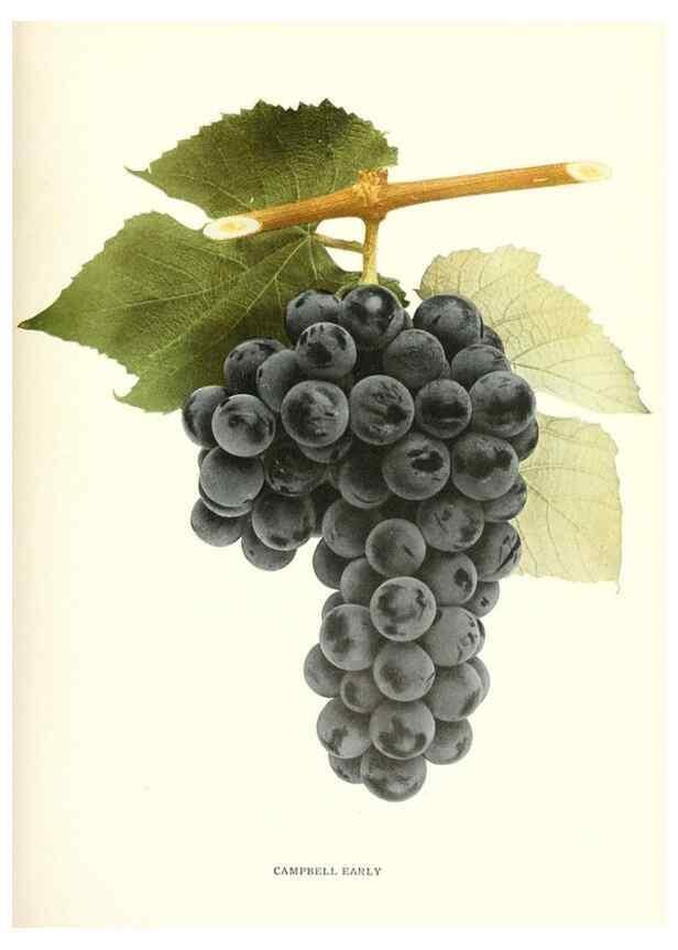 Reproducción/Reproduction 29503683954: The grapes of New York,. Albany,Lyon,1908.