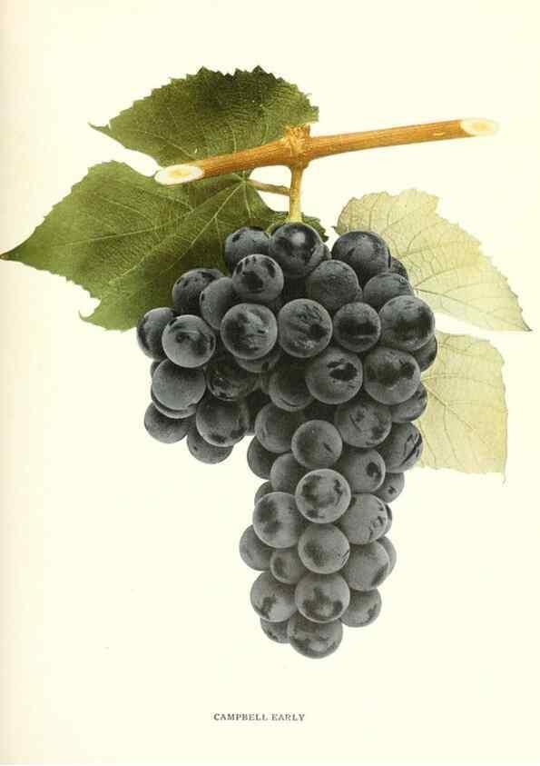 Reproducción/Reproduction 29503683954: The grapes of New York,. Albany,Lyon,1908.