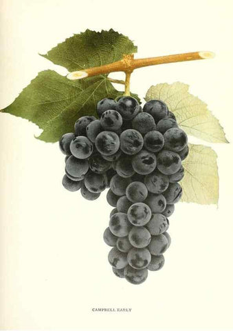 Reproducción/Reproduction 29503683954: The grapes of New York,. Albany,Lyon,1908.