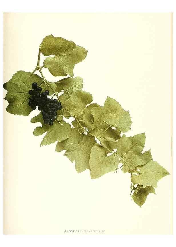 Reproducción/Reproduction 30017508112: The grapes of New York,. Albany,Lyon,1908.