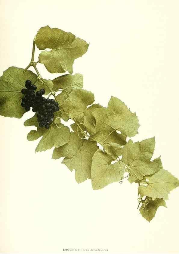 Reproducción/Reproduction 30017508112: The grapes of New York,. Albany,Lyon,1908.