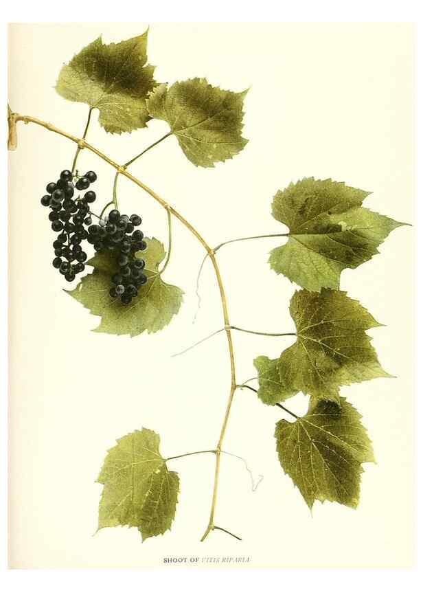 Reproducción/Reproduction 30096983036: The grapes of New York,. Albany,Lyon,1908.