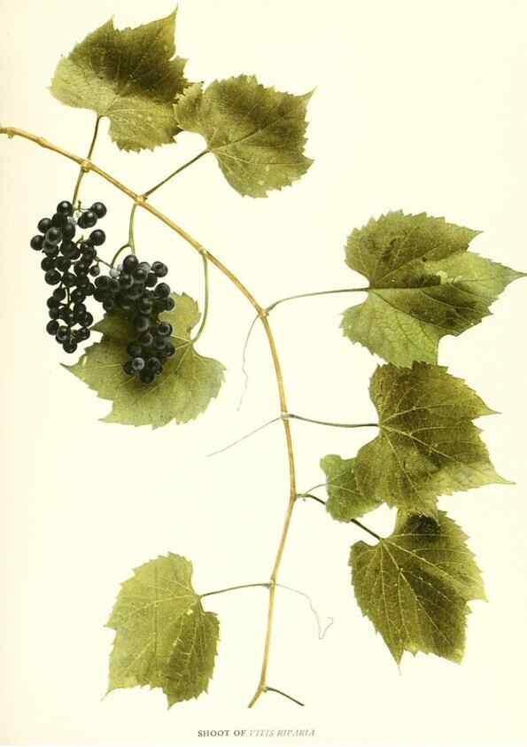 Reproducción/Reproduction 30096983036: The grapes of New York,. Albany,Lyon,1908.