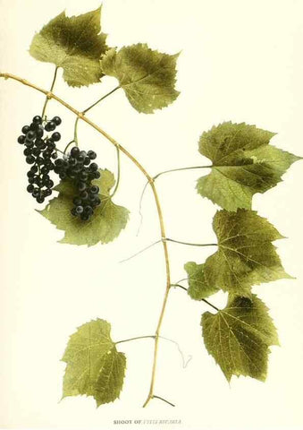 Reproducción/Reproduction 30096983036: The grapes of New York,. Albany,Lyon,1908.