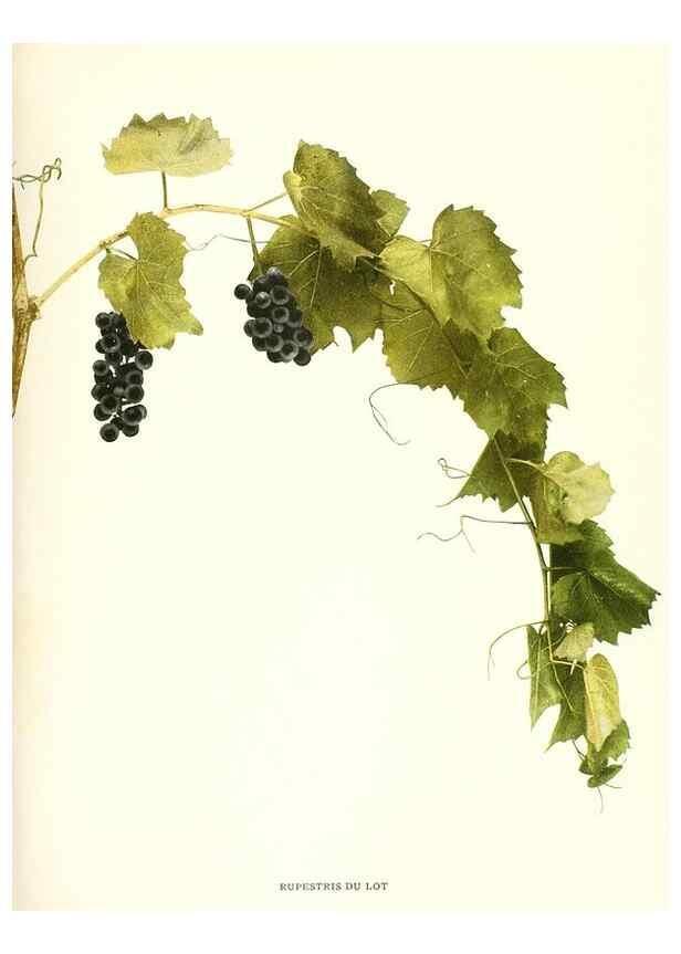 Reproducción/Reproduction 29836610350: The grapes of New York,. Albany,Lyon,1908.
