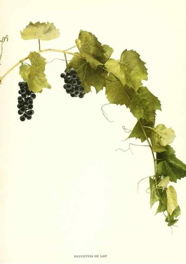 Reproducción/Reproduction 29836610350: The grapes of New York,. Albany,Lyon,1908.