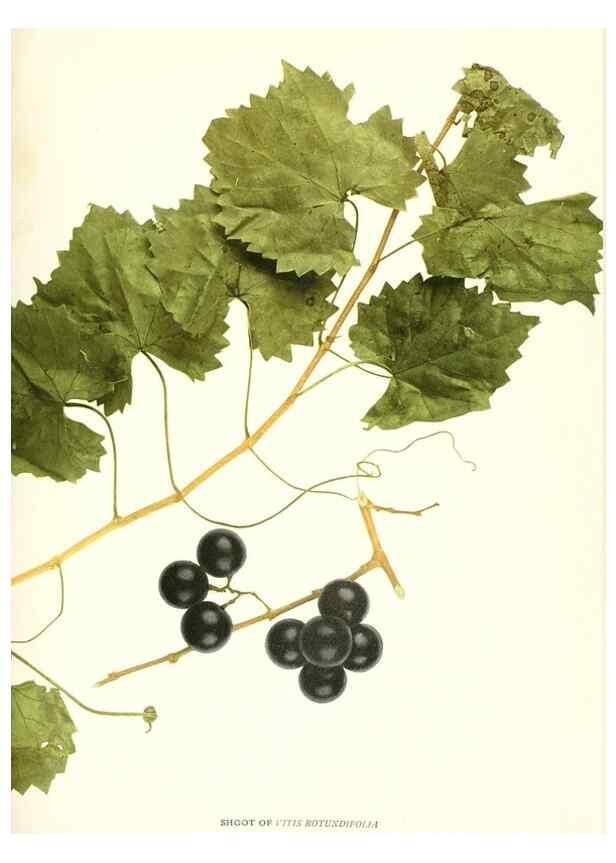 Reproducción/Reproduction 30096979956: The grapes of New York,. Albany,Lyon,1908.