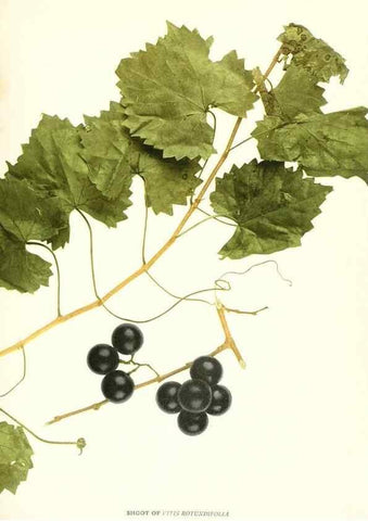 Reproducción/Reproduction 30096979956: The grapes of New York,. Albany,Lyon,1908.