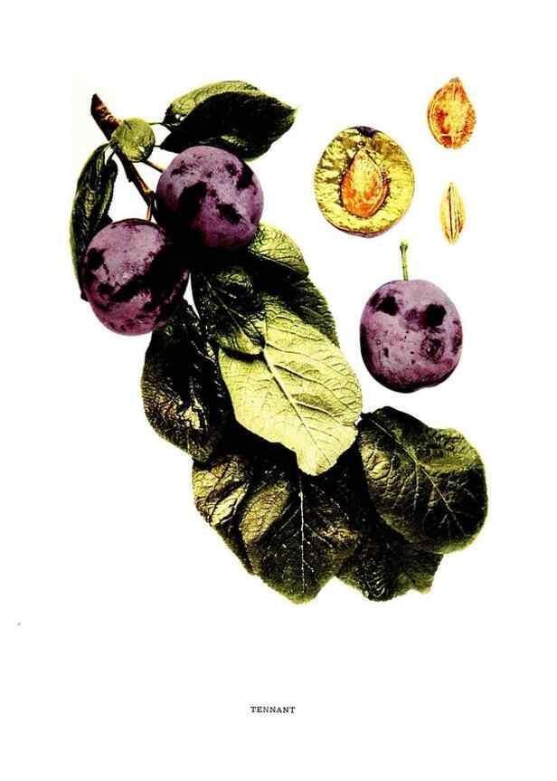 Reproducción/Reproduction 30115850055: The plums of New York .... Albany,J.B. Lyon Company, state printers,1911.