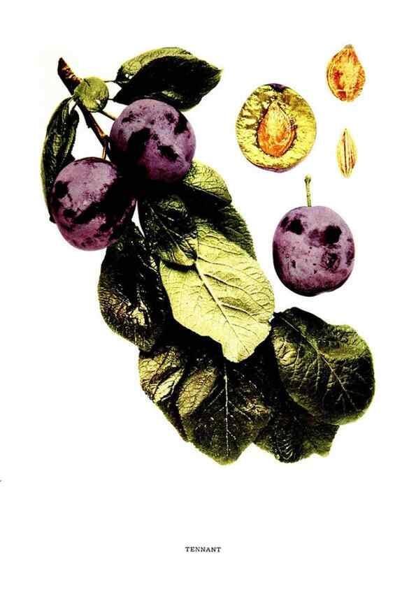 Reproducción/Reproduction 30115850055: The plums of New York .... Albany,J.B. Lyon Company, state printers,1911.