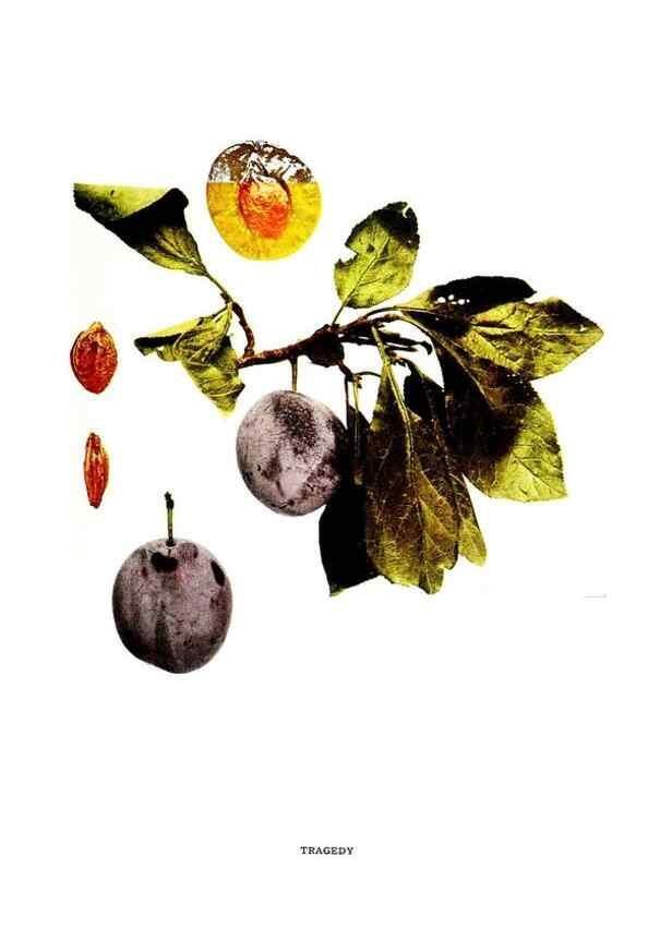 Reproducción/Reproduction 29487709074: The plums of New York .... Albany,J.B. Lyon Company, state printers,1911.