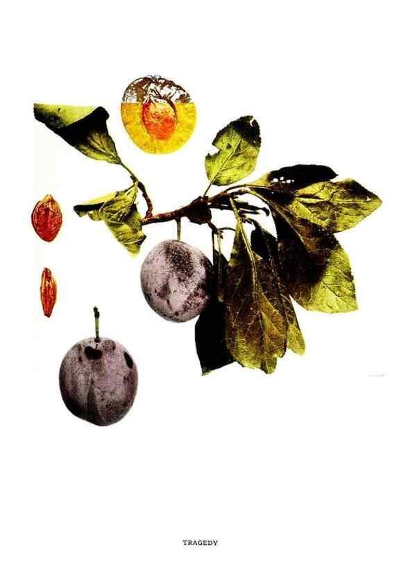 Reproducción/Reproduction 29487709074: The plums of New York .... Albany,J.B. Lyon Company, state printers,1911.