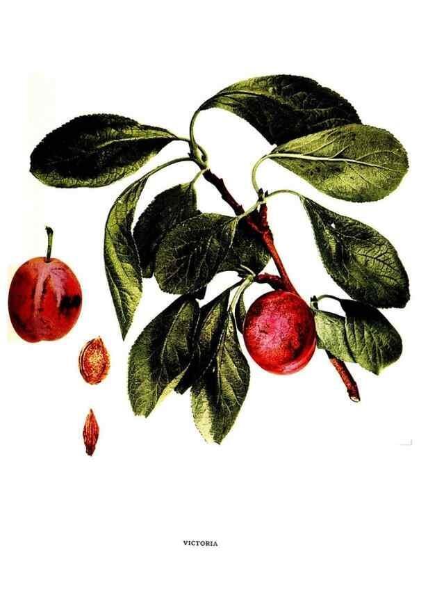Reproducción/Reproduction 29820956890: The plums of New York .... Albany,J.B. Lyon Company, state printers,1911.