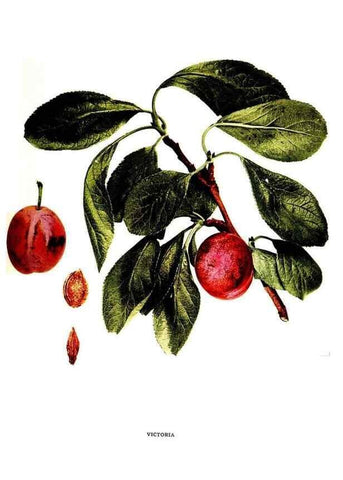 Reproducción/Reproduction 29820956890: The plums of New York .... Albany,J.B. Lyon Company, state printers,1911.